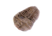 flexicalymene trilobite