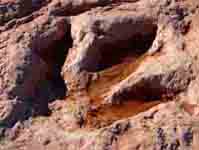 dinosaur footprint