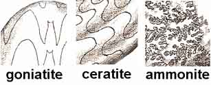 Image result for goniatite vs ammonite
