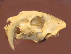 true form fossils 41446 bitplanet what is a true form fossil