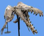 basilosaurus headshot