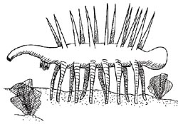 precambrian plants names