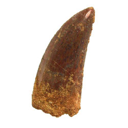 Charcharodon tooth