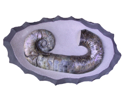 ammonite