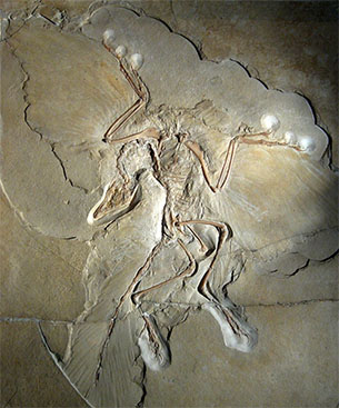 Archaeopteryx, Berlin