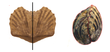 brachiopod front and side view