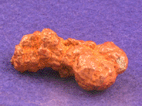 Coprolite