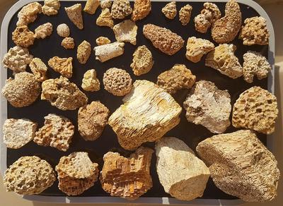 Beautiful fossilized ancient corals