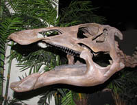 This is the skull of a duckbill dinosaur or hadrasaur.