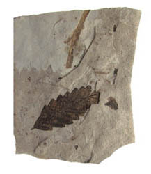 Fossil Leaf, Florissant, CO