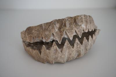 jaw fish fossils