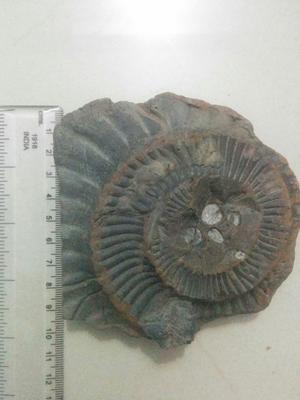 Himalayan Ammonite