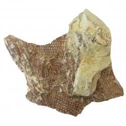 Graptolite fossil