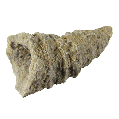 horn coral fossil