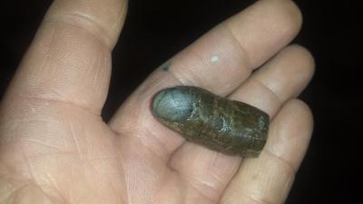 fossilized human finger?