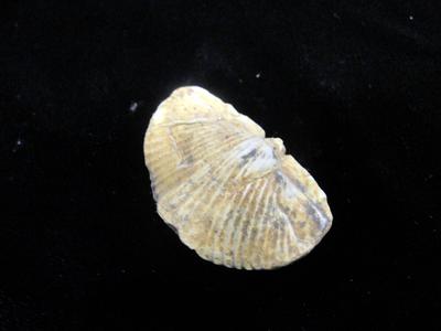 fossil