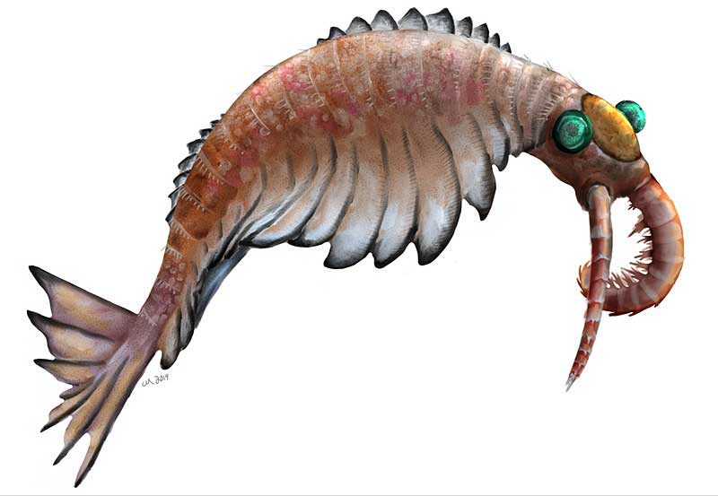 Anomalocaris First Apex Predator