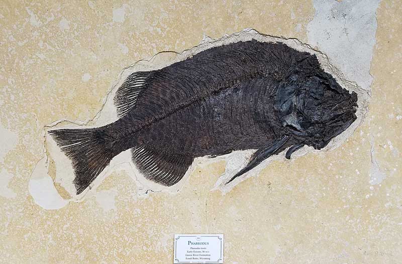 Phareodus fish fossil from the Green River Formation