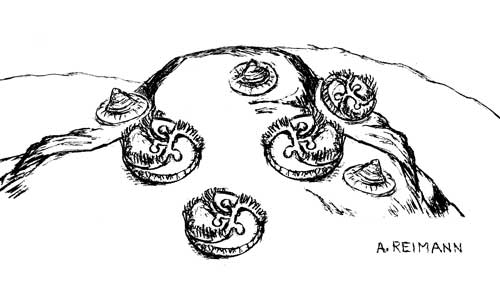 cyclomedusa and tribrachidium