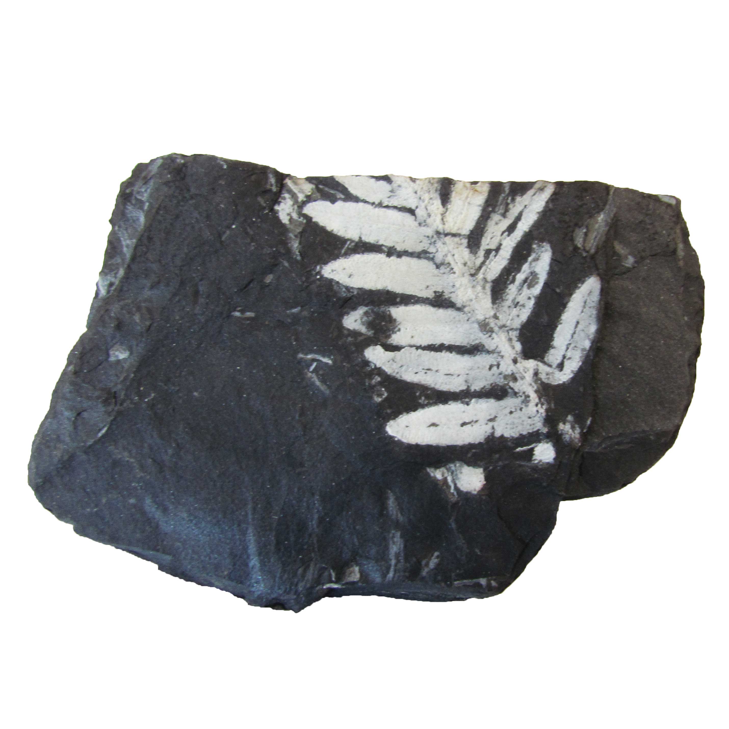 Plant Fossils