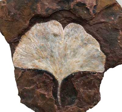 Plant Fossils
