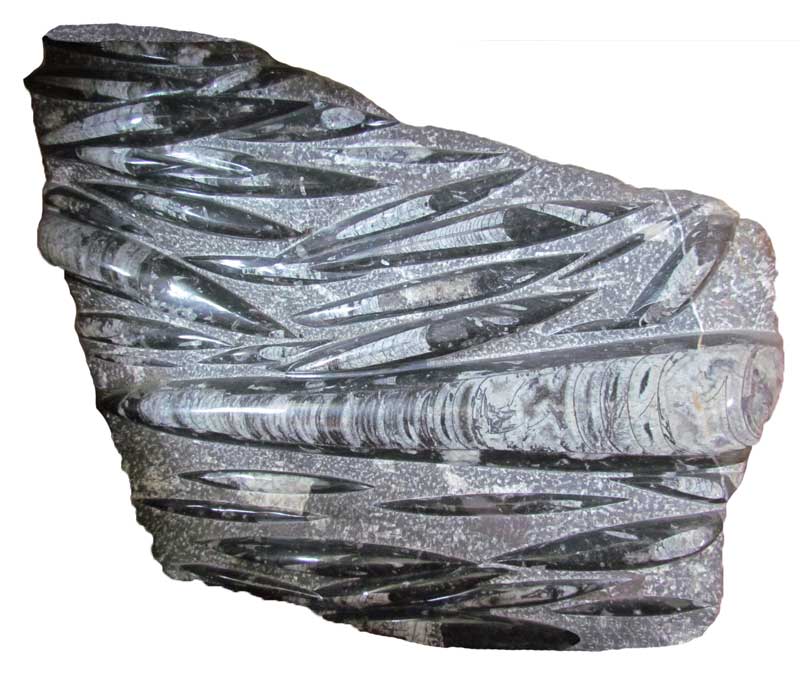 Orthocerus Fossil