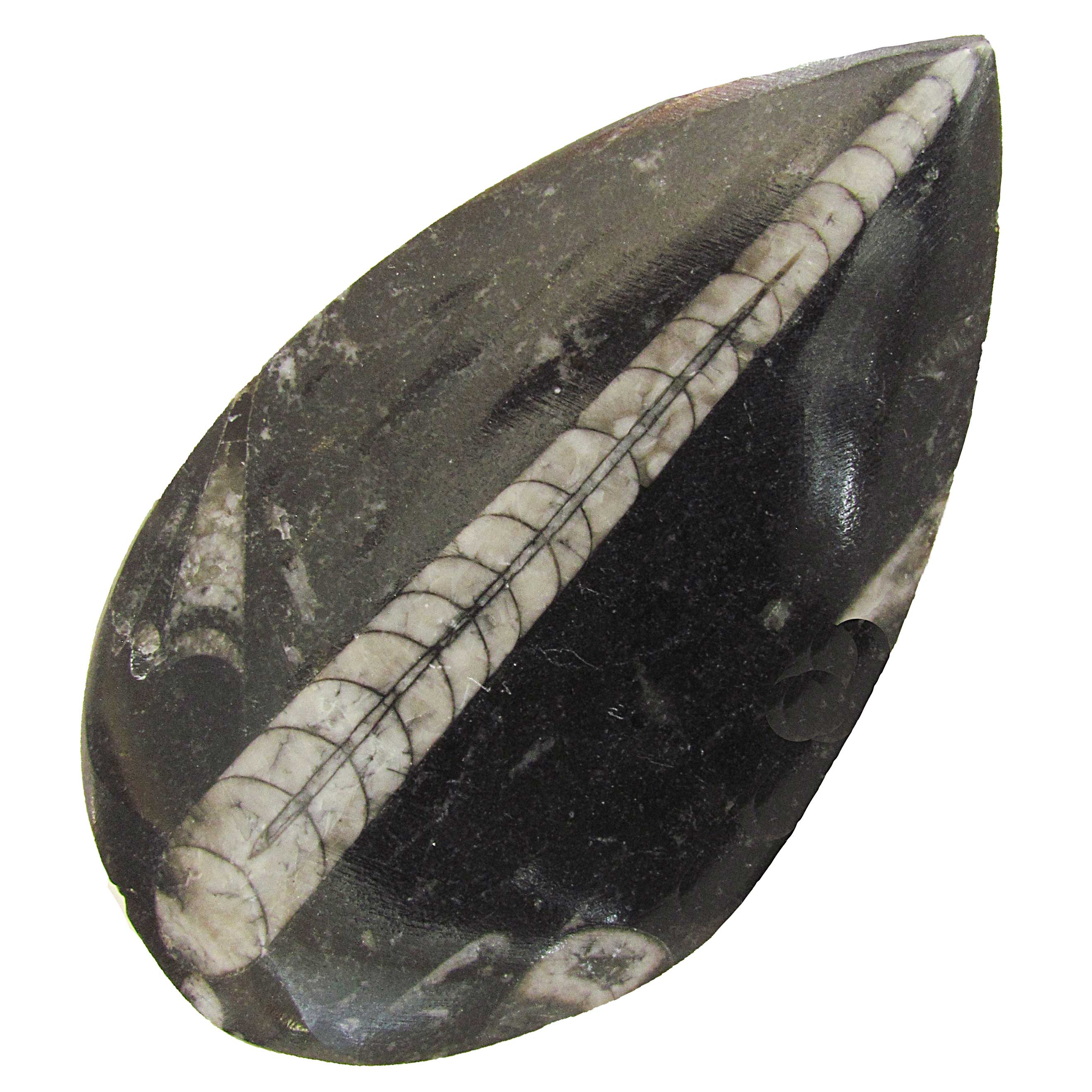 Orthocerus Fossil