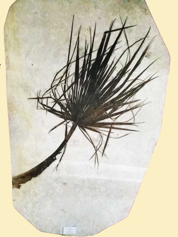 Palm Frond from the Green River Formation