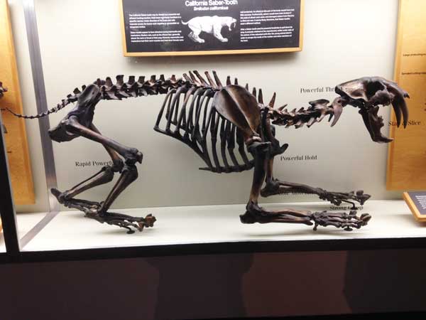 Saber Tooth Cat, La Brea Tar Pits