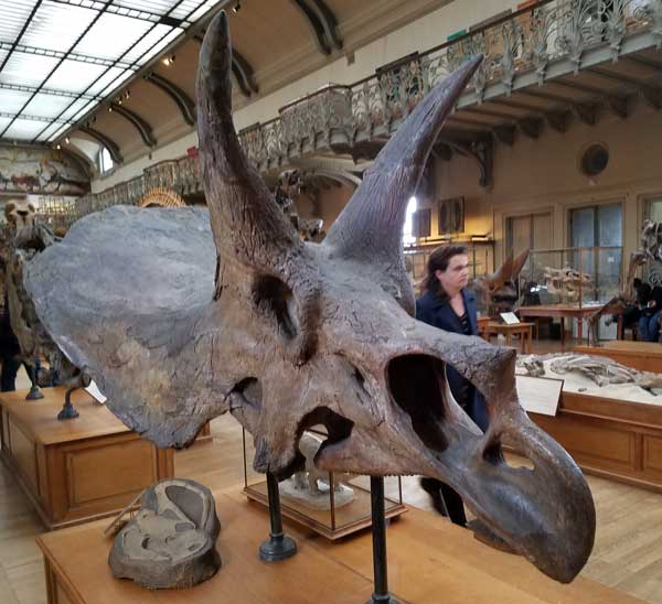 triceratops skull