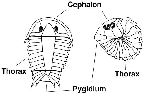 Trilobite Parts 2