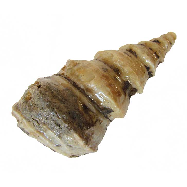Fossil Snail Shell Gastropod FSE276 ✔100% Genuine Indonesia Pliocene