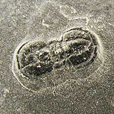 Peronopsis Trilobite