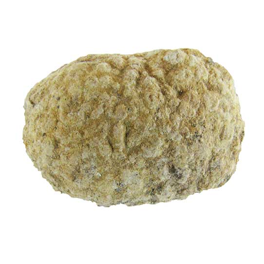 fossil sponge from the Permian Period