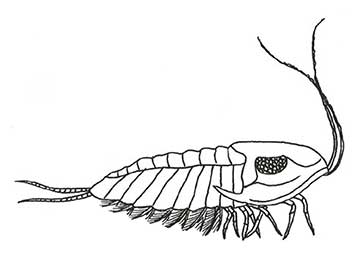 precambrian plants names