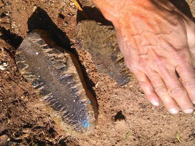 Plant fossil?