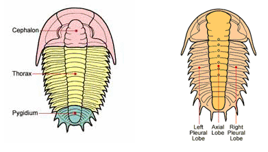 parts-of-trilobite.gif