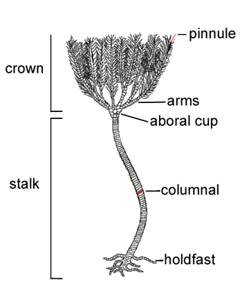 Parts of a Crinoid