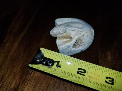 possible fossil 3?