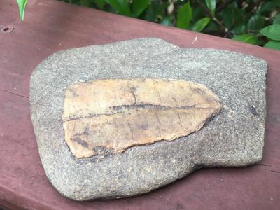 Axehead Fossil?