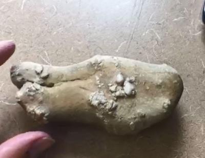 Tooth or Rock
