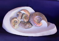 russian ammonites