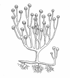 cooksonia was one of the first plants to colonize the land during the silurian