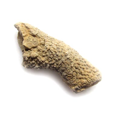 fossil sponge coelcladia