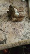 Fossil animal tooth