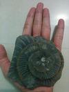 Himalayan Ammonite
