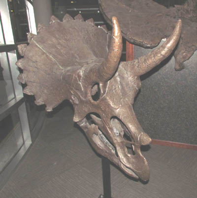 A triceratops skull on display at UCMP.