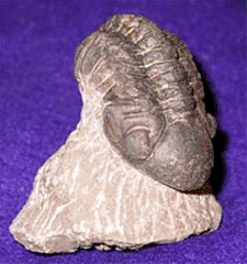 Trilobite Fossil