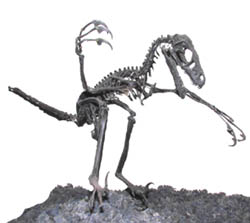 This cute little bag of bones is a velociraptor.