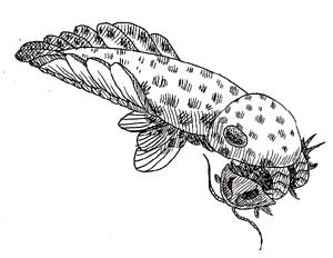 anomalocaris, Cambrian Period hunter